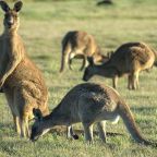 Visit Adelaide and pay a visit to the Kangaroos in the Cleland Wildlife Park.