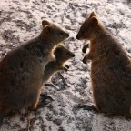 Visit Rottnest Island and see the Quokkas