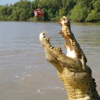 Take a trip on the Adelaide River and see crocodiles