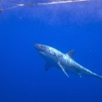 Explore the Eyre Peninsula and go cage diving with white sharks