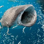 Visit Exmouth and swim with whale sharks