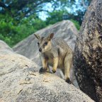 Tour to Magnetic Island and see Rock Wallabies